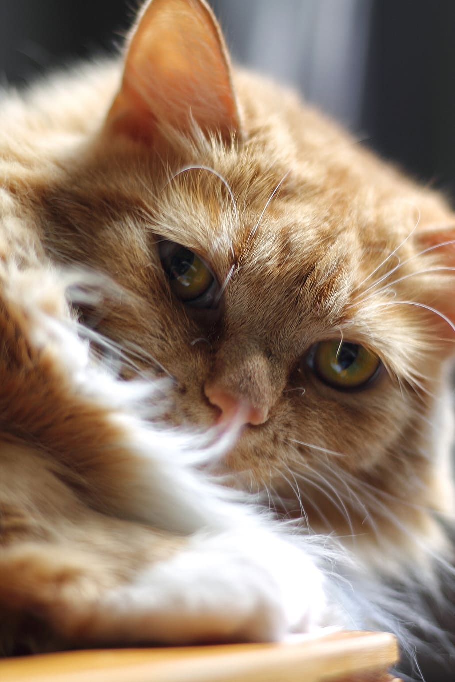 animals, cat, lighting, natural light, domestic cat, domestic animals HD wallpaper