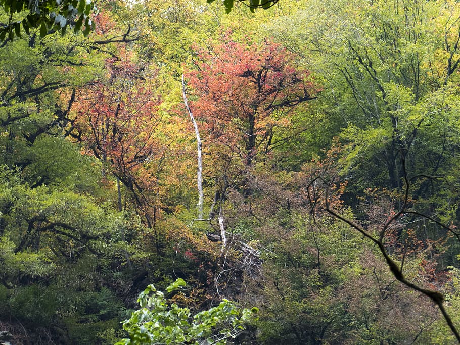 autumn, trees, forest, colors, plant, beauty in nature, land HD wallpaper