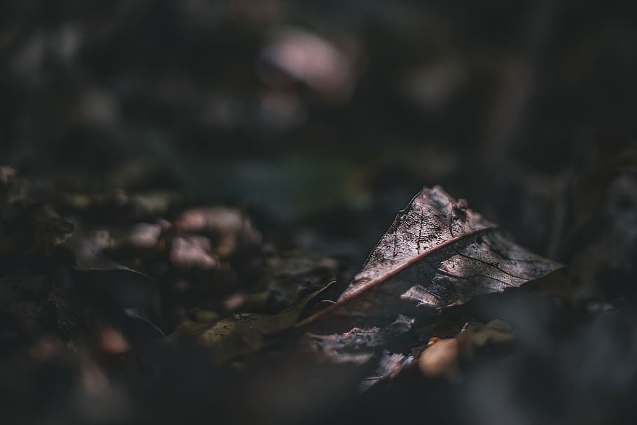 brown leaf on grass, ground, floor, bokeh, blur, nature, forest HD wallpaper