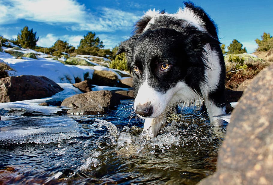 Close-Up Photo of Water On River, adorable, animal, animal photography, HD wallpaper