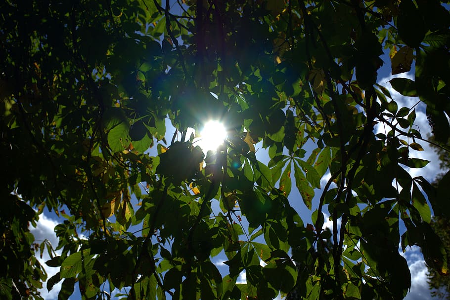 sun, leaves, tree, autumn, nature, fall foliage, colorful, landscape HD wallpaper