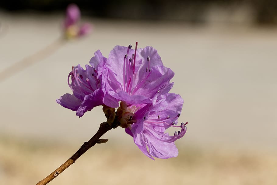 azalea, spring, flowers, nature, plants, flowering, the shining HD wallpaper