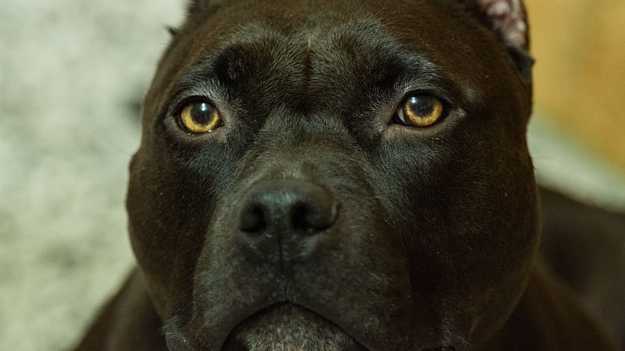 americanbully, puppy, dog, pitbul, blakdog, dogeyes, canine HD wallpaper