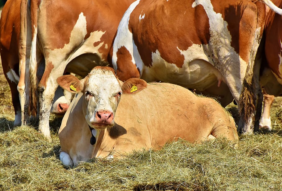 cow, beef, calf, cattle, ruminant, livestock, dairy cattle HD wallpaper