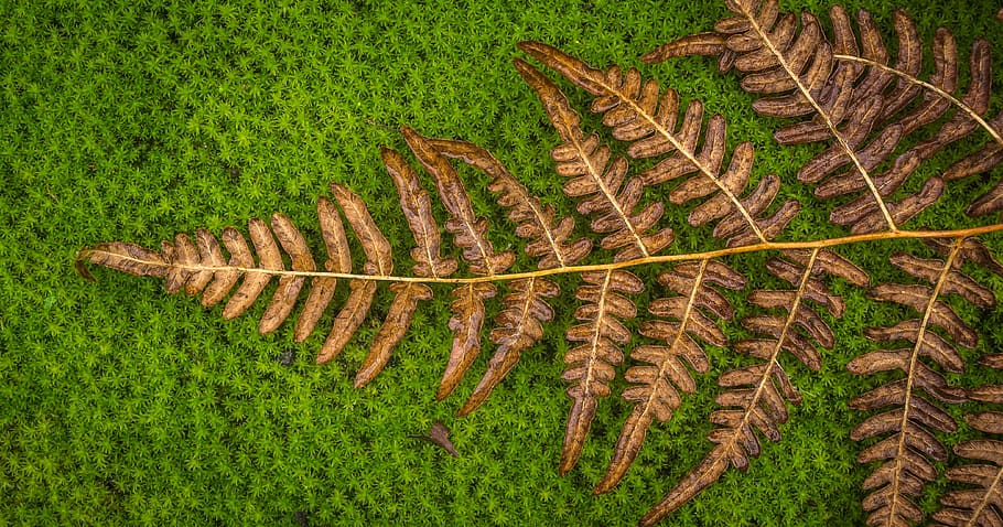 moss, bracken, green, nature, leaf, fern, plants, brown, land HD wallpaper
