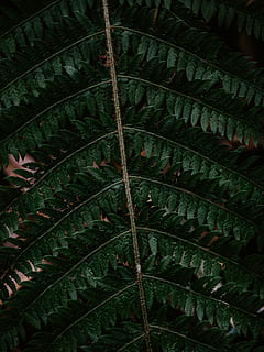 green leafy tree branch, plant, fern, pattern, veins, fractal HD wallpaper