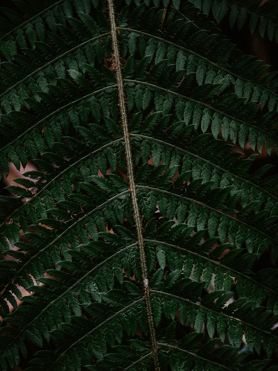 green leafy tree branch, plant, fern, pattern, veins, fractal