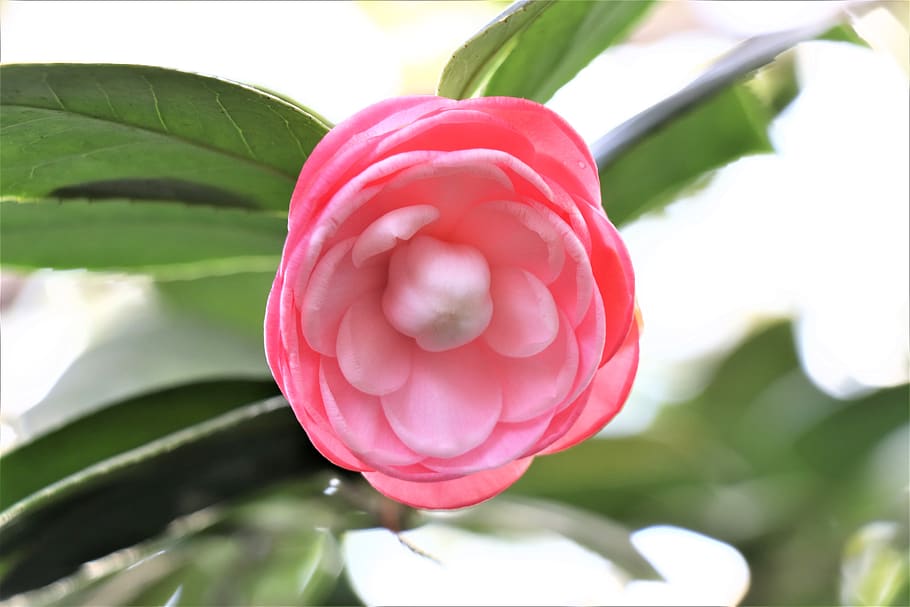 camellia, pink, flower, spring, garden, nature, bloom, petal, HD wallpaper