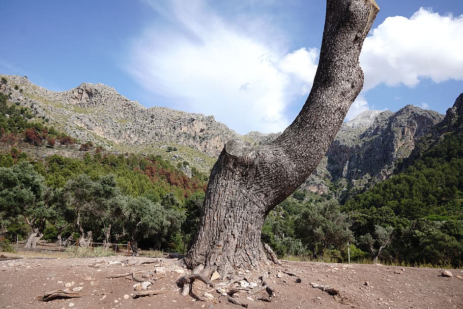 trees, Majorca, Mallorca, nature, scenery, sea, beach, seaside HD wallpaper