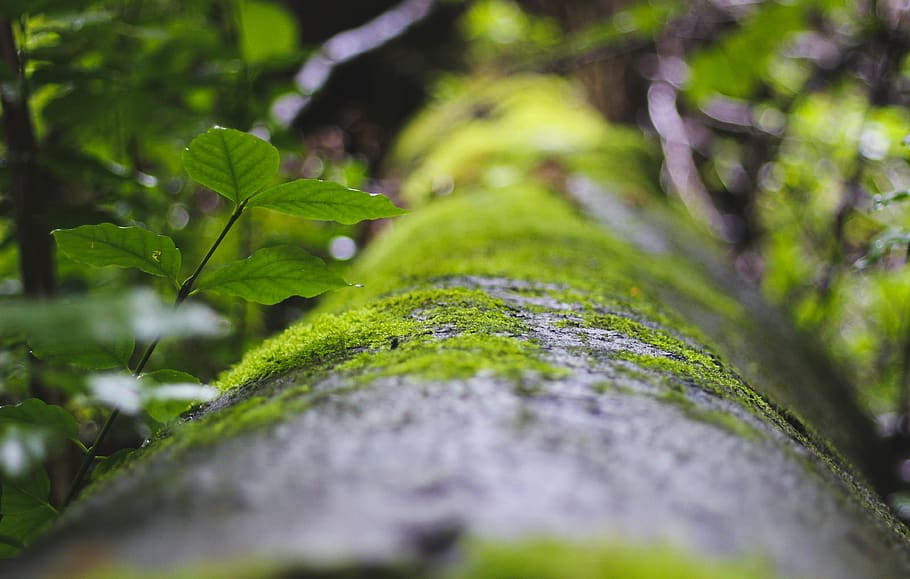 plant, green color, selective focus, growth, tree, moss, plant part HD wallpaper