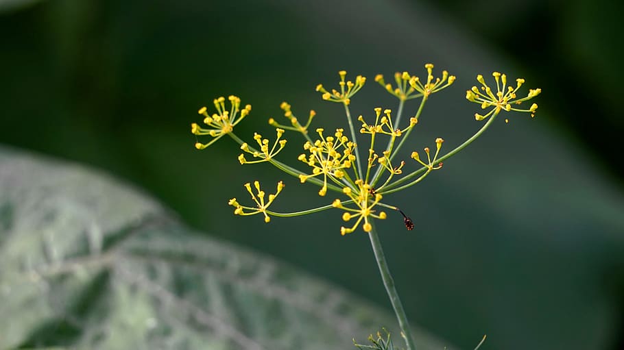 dill, spice, garden, herb, nature, plant, flowering plant, beauty in nature HD wallpaper