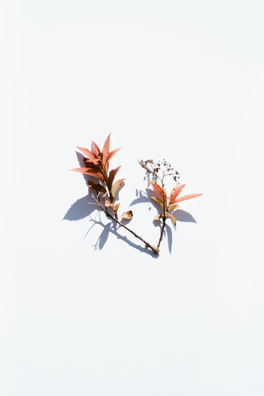 brown leaves, leaf, plant, nature, blossom, flower, petal, symbol HD wallpaper
