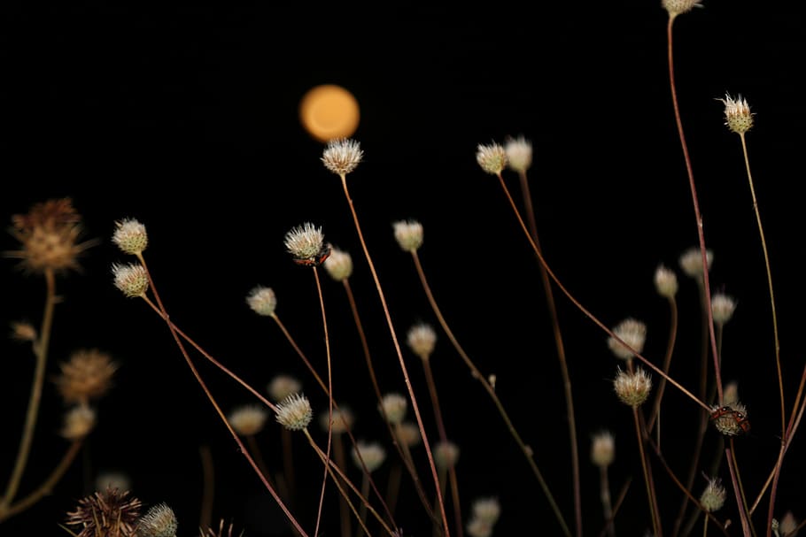 night, month, fullmoon, sky, plant, dark, nature, growth, flower HD wallpaper