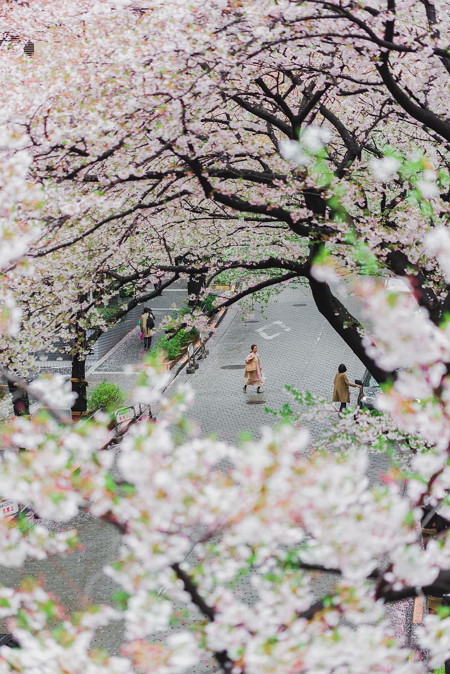 white-leafed trees, flower, plant, flowering plant, branch, blossom HD wallpaper