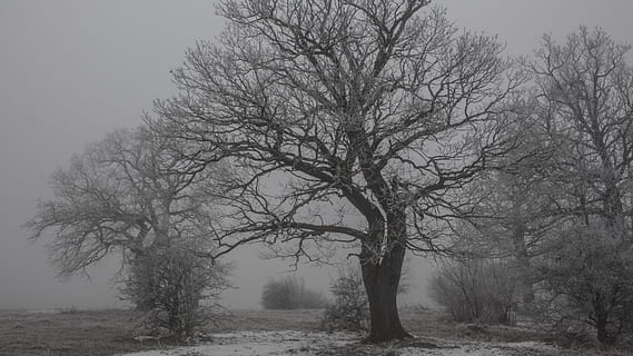 slovakia, winter, dark, gothic, tree, oak, misterious, oak tree HD wallpaper
