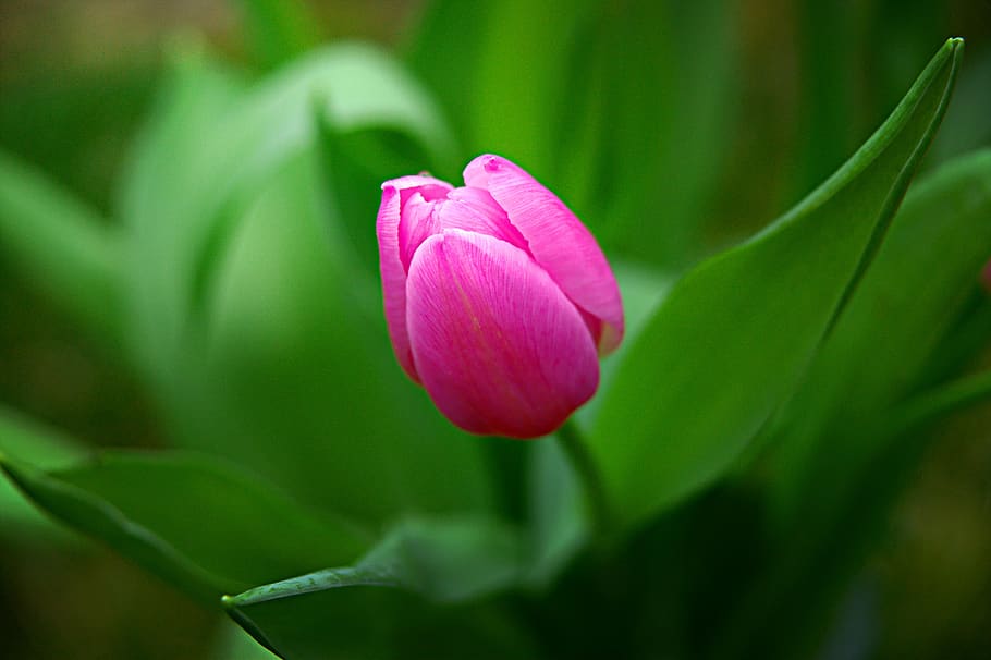 tulip, spring, flowers, tulips, garden, bloom, pink, tulpenbluete HD wallpaper