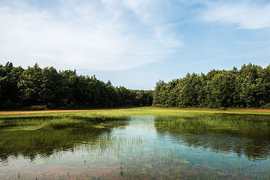 lake, trees, forest, sky, nature, landscape, reflection, clouds HD wallpaper
