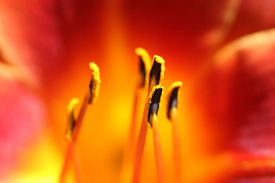Macro Shot Of Stigma, bloom, blossom, close-up, flora, flower HD wallpaper