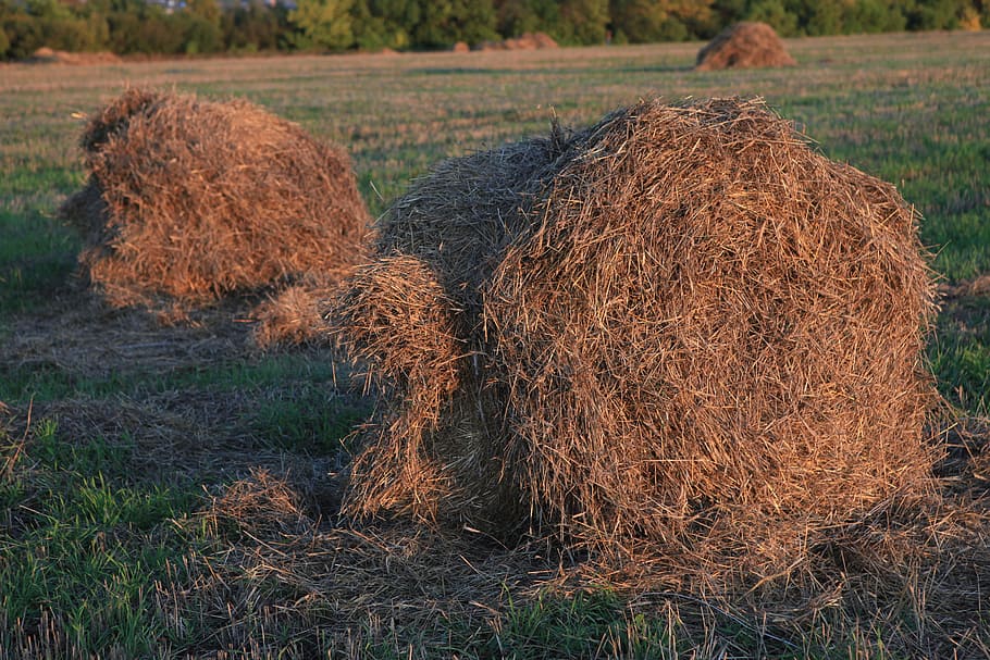 corn, dry, farm, field, food, grass, harvest, hay, haybales HD wallpaper
