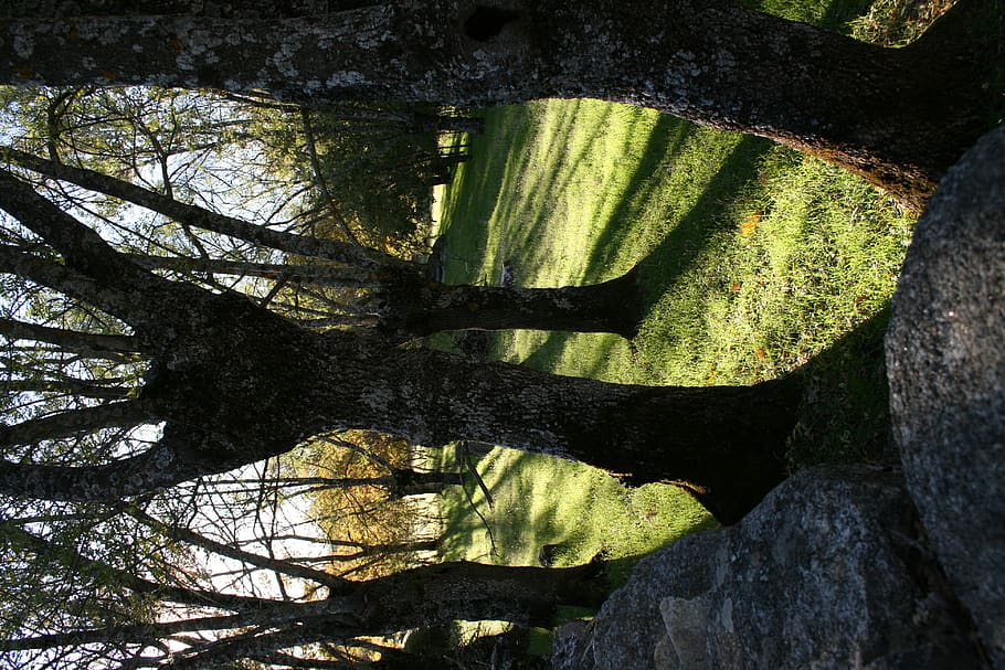 tree trunk, plant, madrid, spain, la calleja de peralejo, forest HD wallpaper