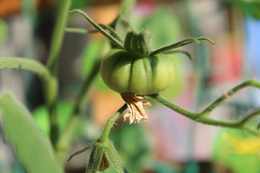 tomato, nature, vegetale, growth, food, food and drink, plant HD wallpaper
