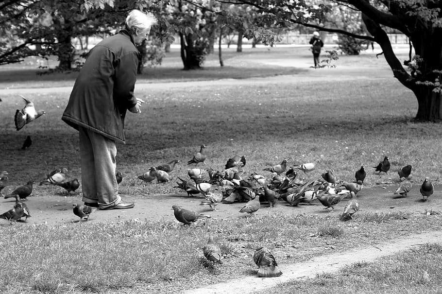 pigeons, park, the old man, feeds, black and white, dove, spacer, HD wallpaper