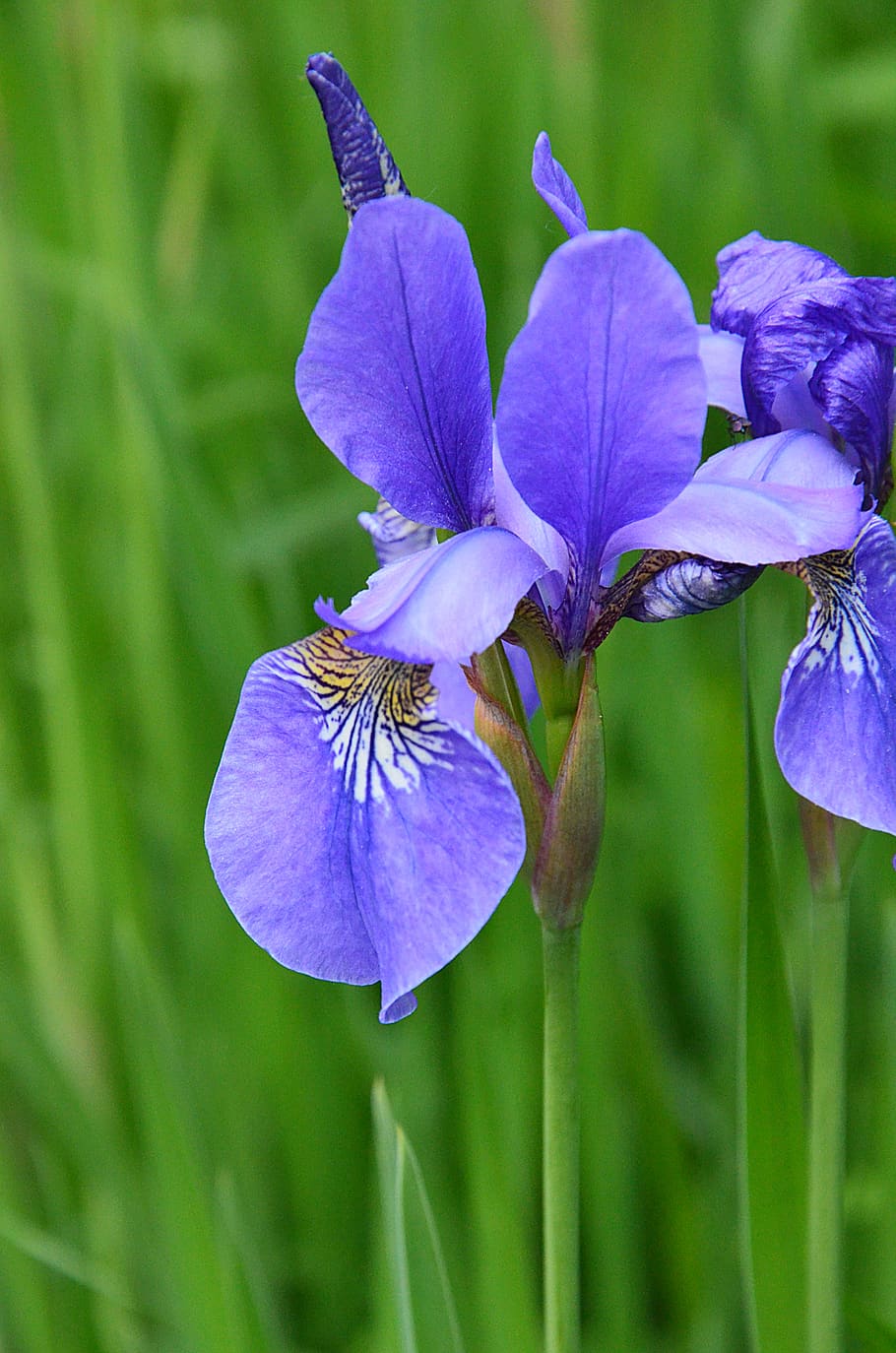 iris, irises, kosaćce, planting, care, the cultivation of HD wallpaper