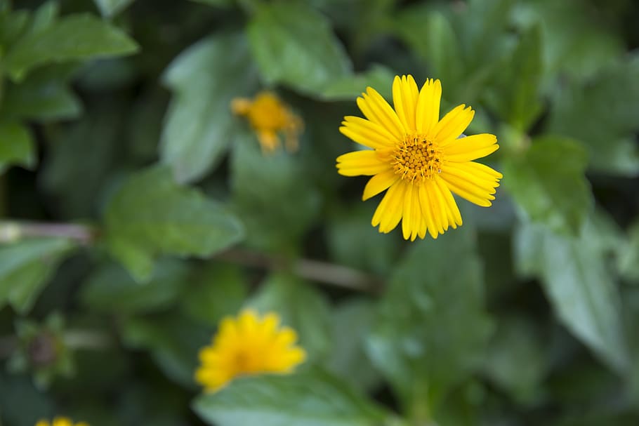 flowers, vine, spring, nature, garden, flowering, flourishing HD wallpaper
