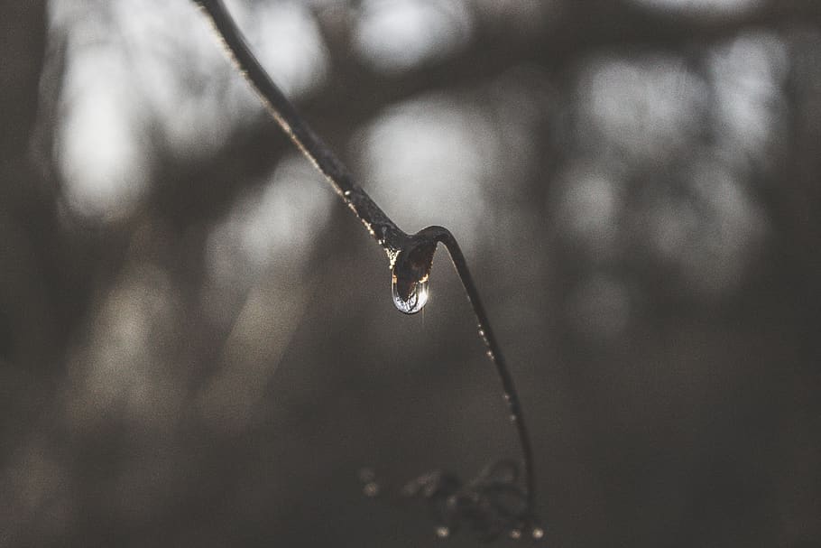 canada, mississauga, drop, water, wet, close-up, plant, focus on foreground HD wallpaper