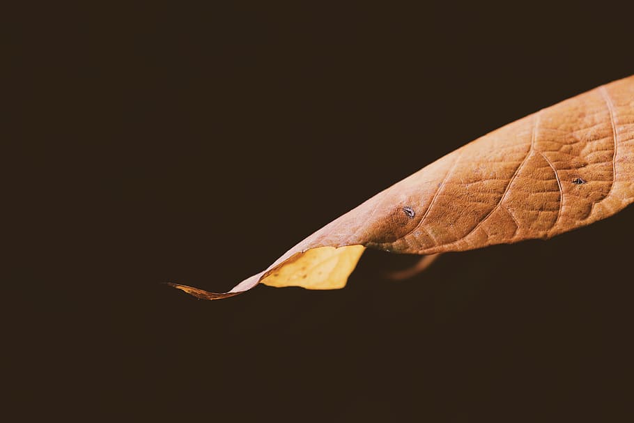 brown dried leaf, plant, veins, food, monitor, electronics, lcd screen HD wallpaper