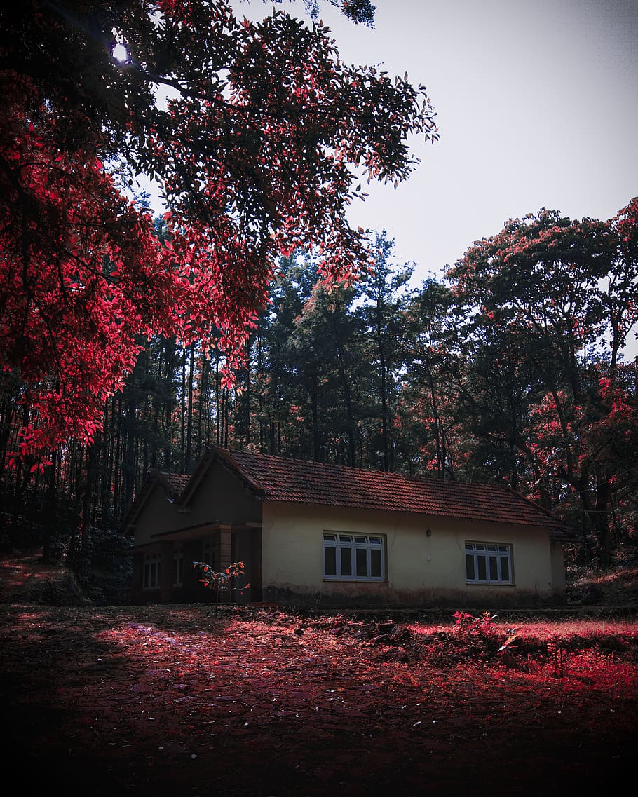 House Near Forest, architecture, india, trees, woods, plant, built structure HD wallpaper