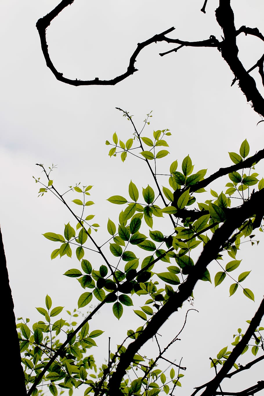 tree, plant, growth, plant part, leaf, low angle view, nature HD wallpaper