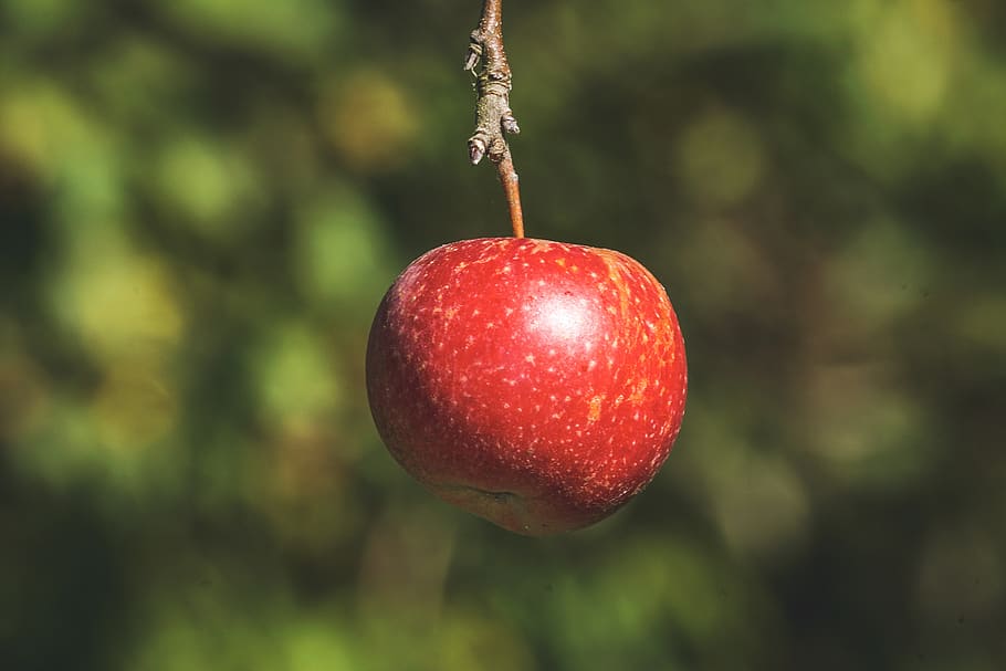apple, red, ripe, fruit, healthy, vitamins, food, sweet, delicious HD wallpaper