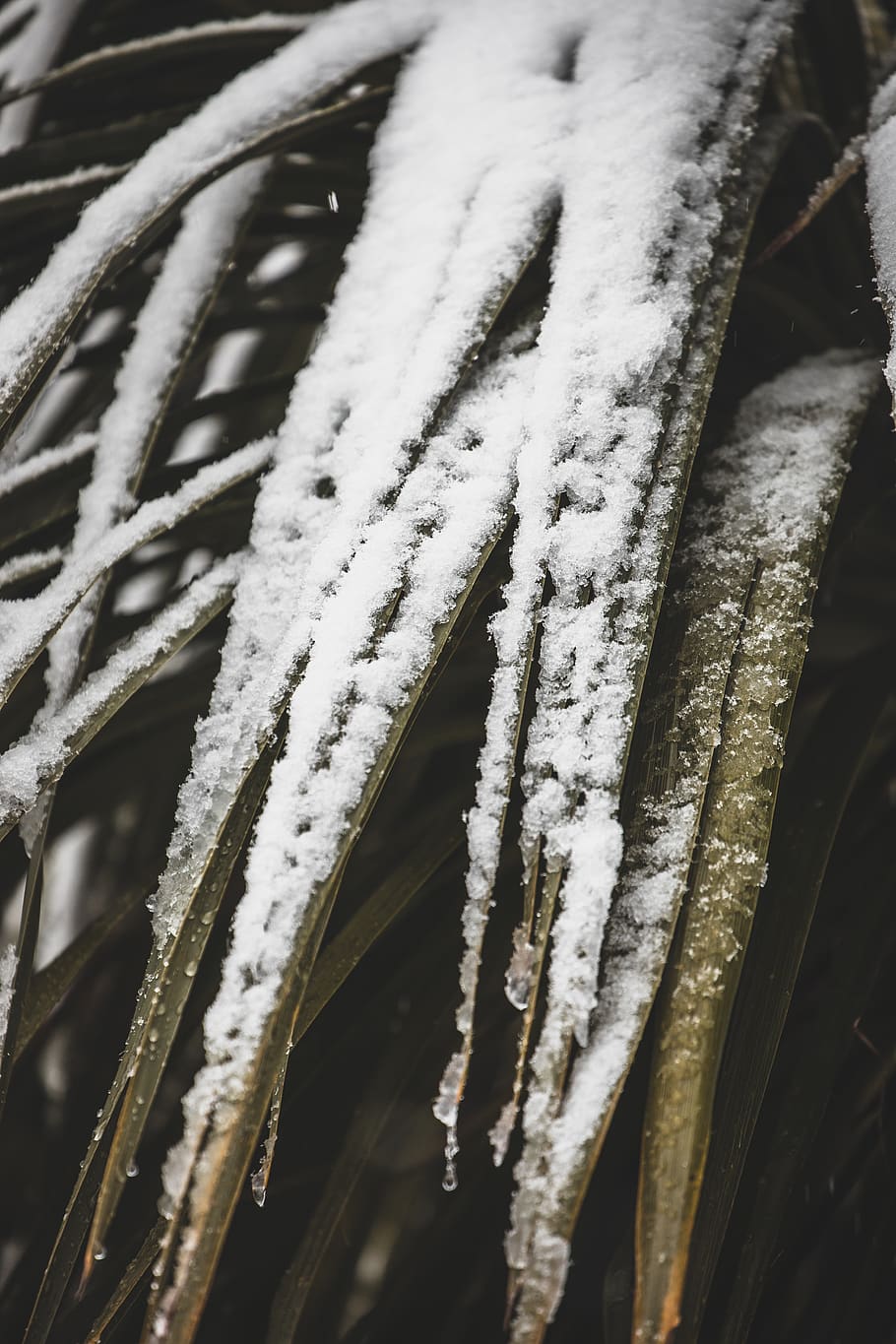 plant, winter, tree, white, landscape, wallpaper, close up HD wallpaper