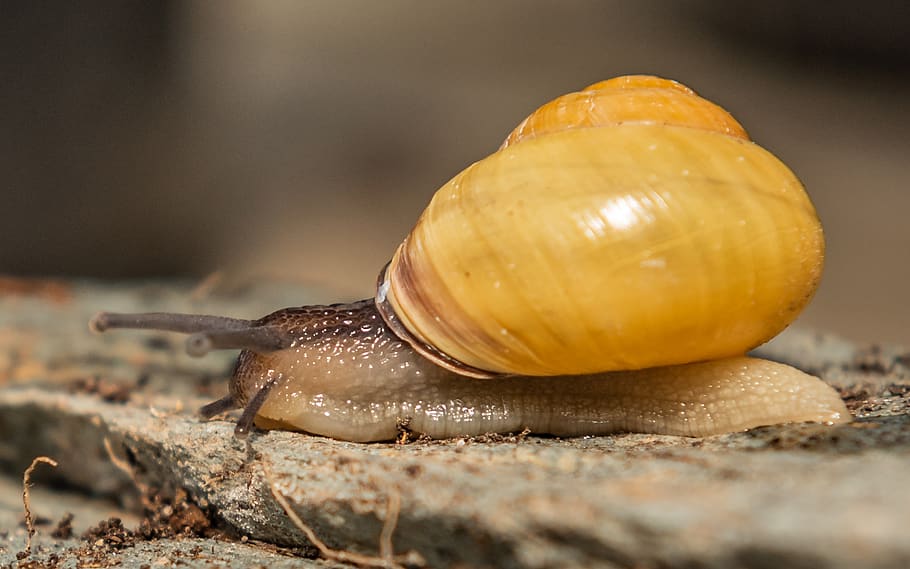 snails, shell, mollusk, spiral, slimy, nature, animal, crawl HD wallpaper