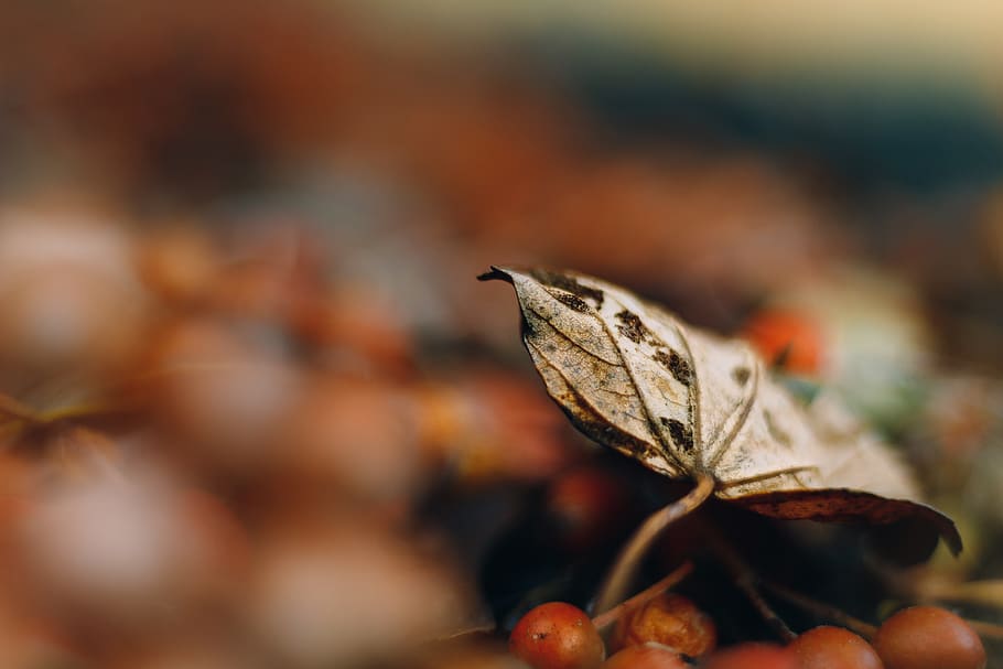 leaf, autumn, fall, nature, colorful, orange, brown, bright HD wallpaper