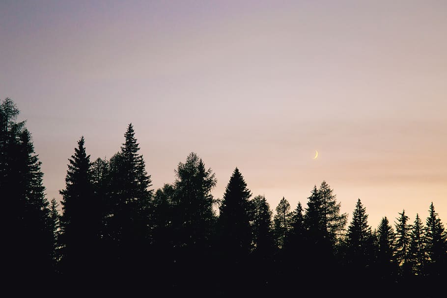 austria, unset, moon, trees, silhouette, forest, sky, beauty in nature HD wallpaper
