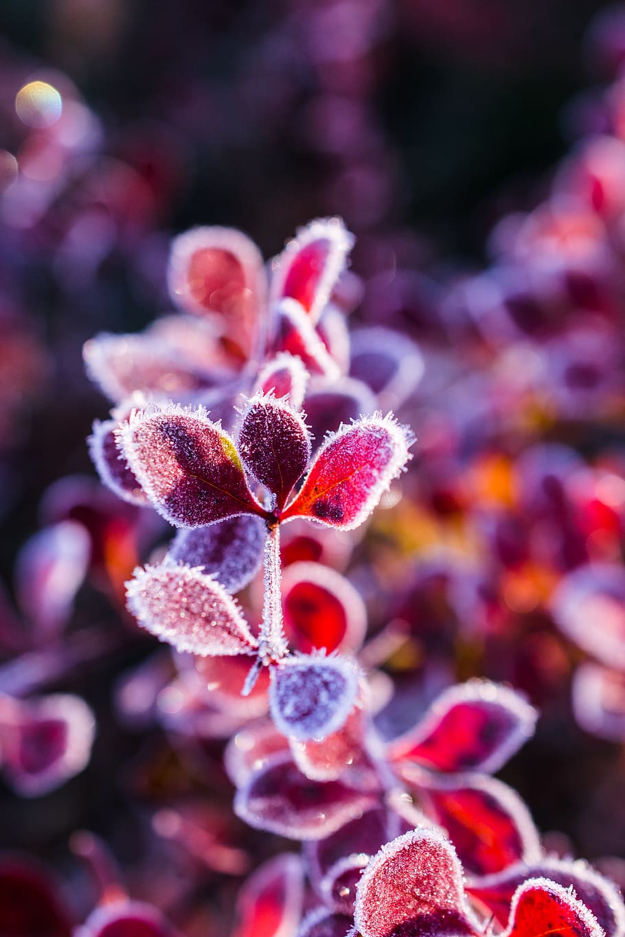 nature, closeup, macro, winter, cold, morning, ice, snow, frost HD wallpaper