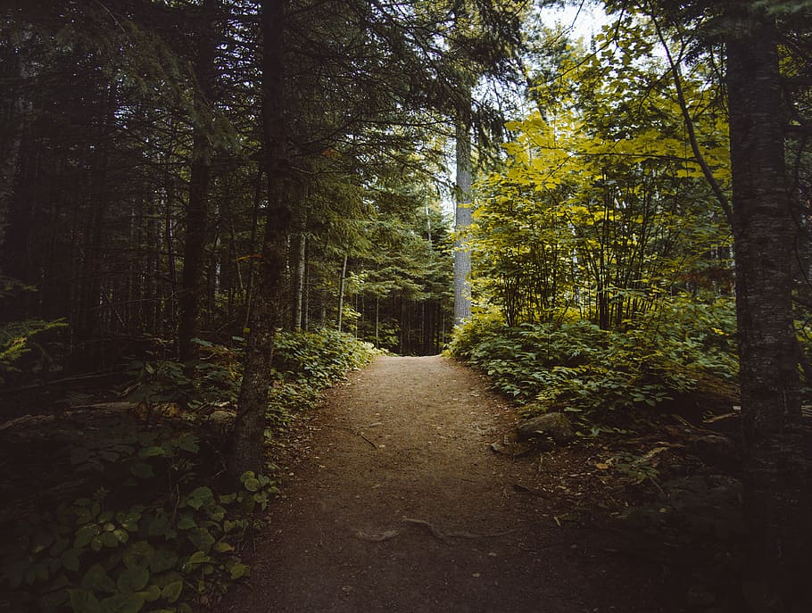 empty pathway between trees at daytime, road, gravel, dirt road HD wallpaper
