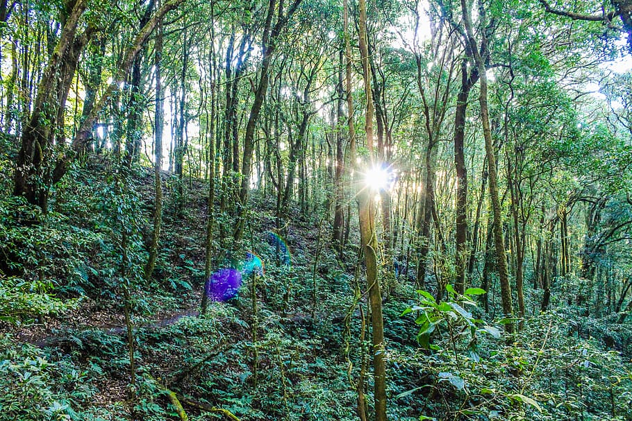 Forest, environment, jungle, mountain, nature, plants, rainforest HD wallpaper