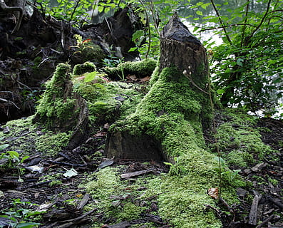 lets go, wild forest, mossy trunk, root, old tree, burs, forests HD wallpaper