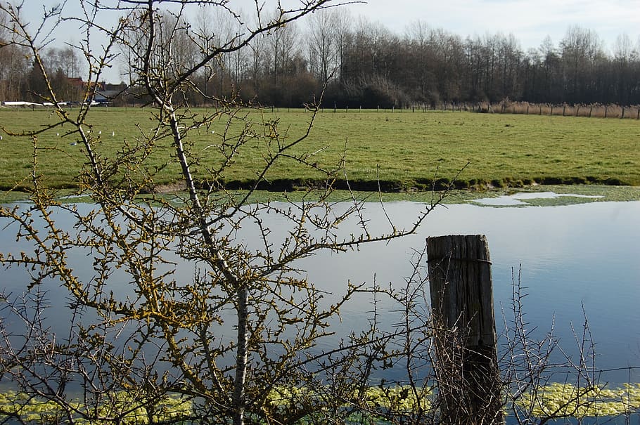 field, nature, pond, shrub, hedge, rural, landscape, water, HD wallpaper