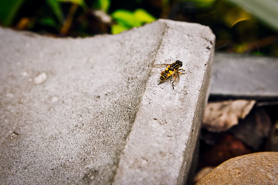 bee, nature, fly, insect, flora, garden, bug, summer, yellow HD wallpaper