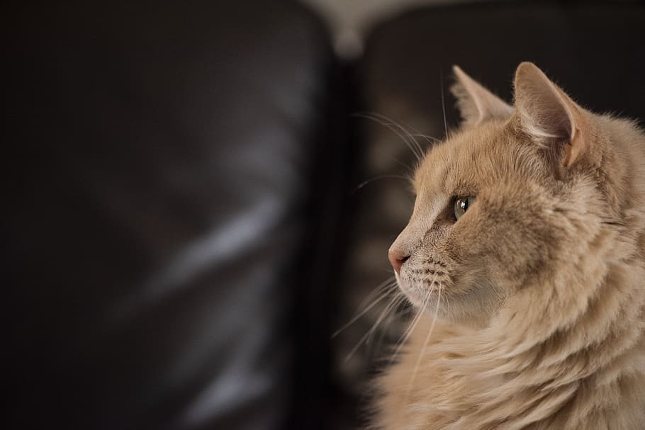 brown cat sitting on sofa, mammal, one animal, animal themes HD wallpaper