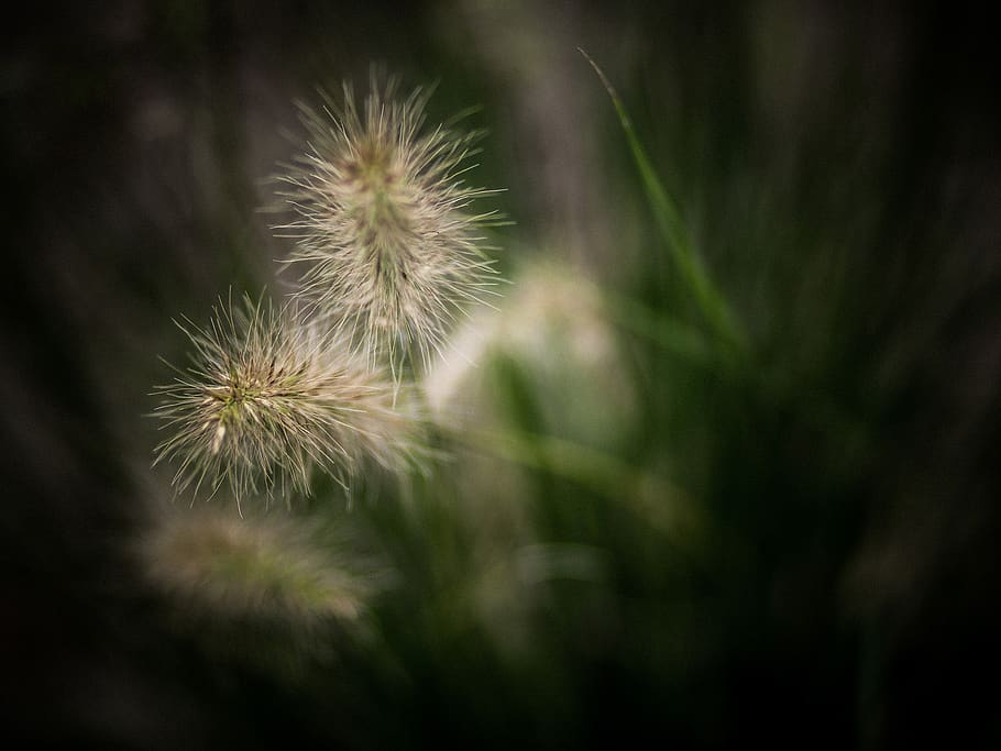 spain, donostia, flower, plant, freshness, beauty in nature HD wallpaper