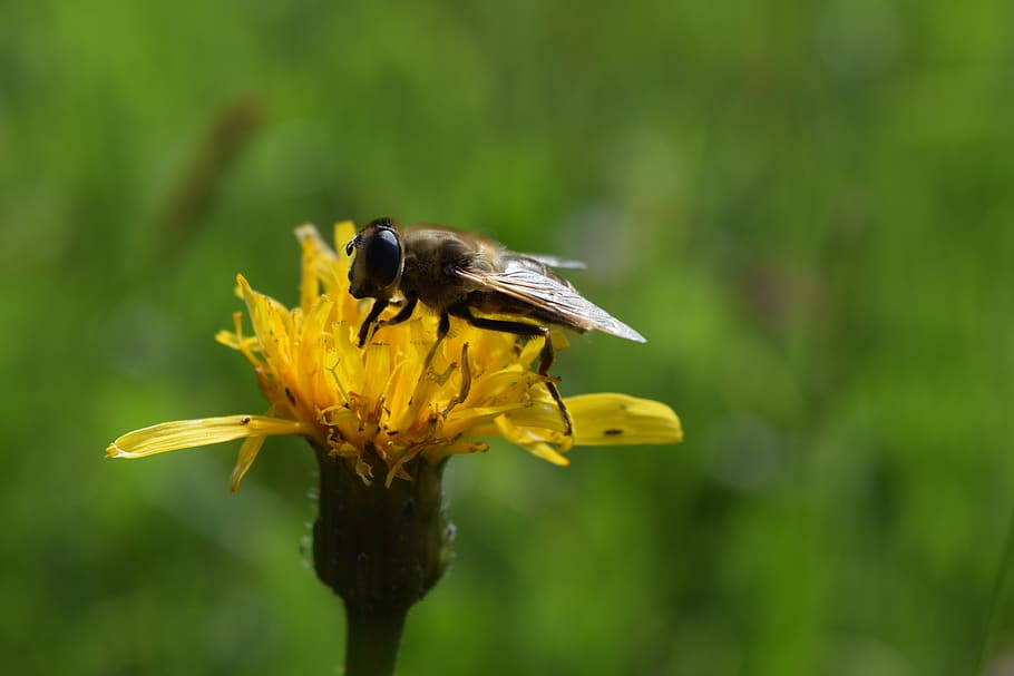 bee, insect, honey bee, hoverfly, pollination, flower, blossom HD wallpaper