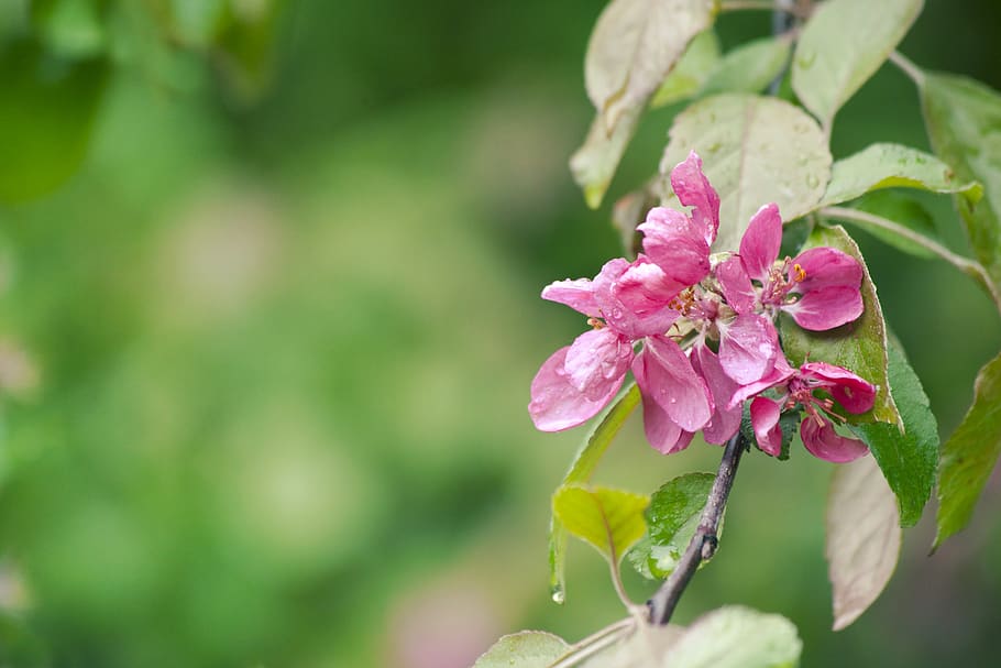 spring, apple, flower, blooming, pink, rain, drops, sad, branch HD wallpaper