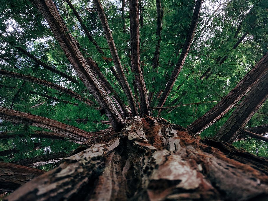 france, clermont-ferrand, tree, plant, tree trunk, land, forest HD wallpaper