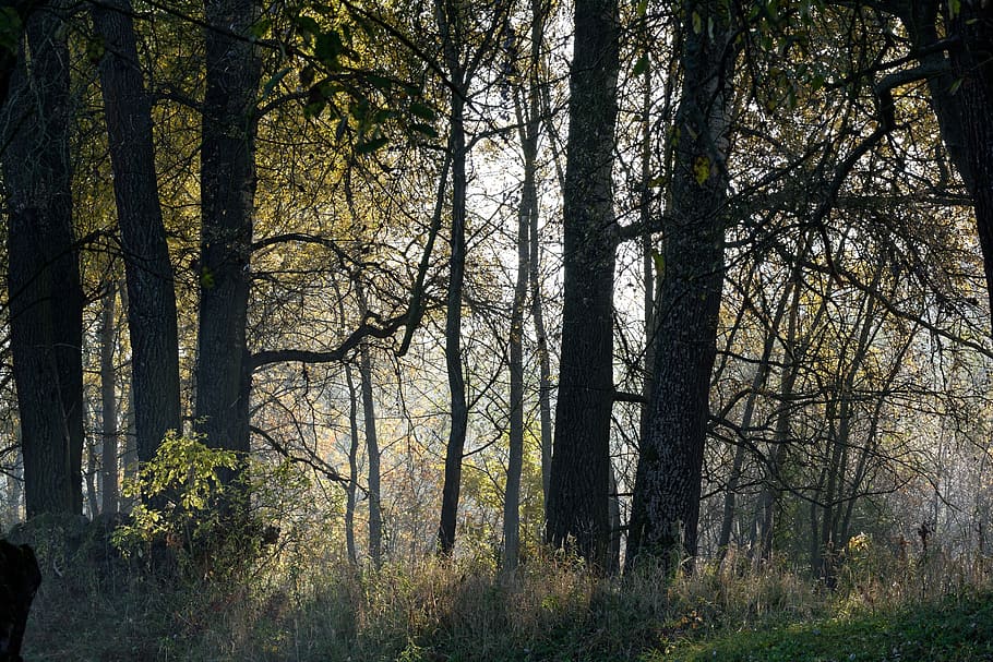 sunrise, the rays, light, tree, in the morning, plant, forest HD wallpaper