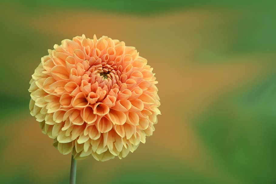 Close-up of Dahlia Blooming Outdoors, beautiful, blossom, blur HD wallpaper